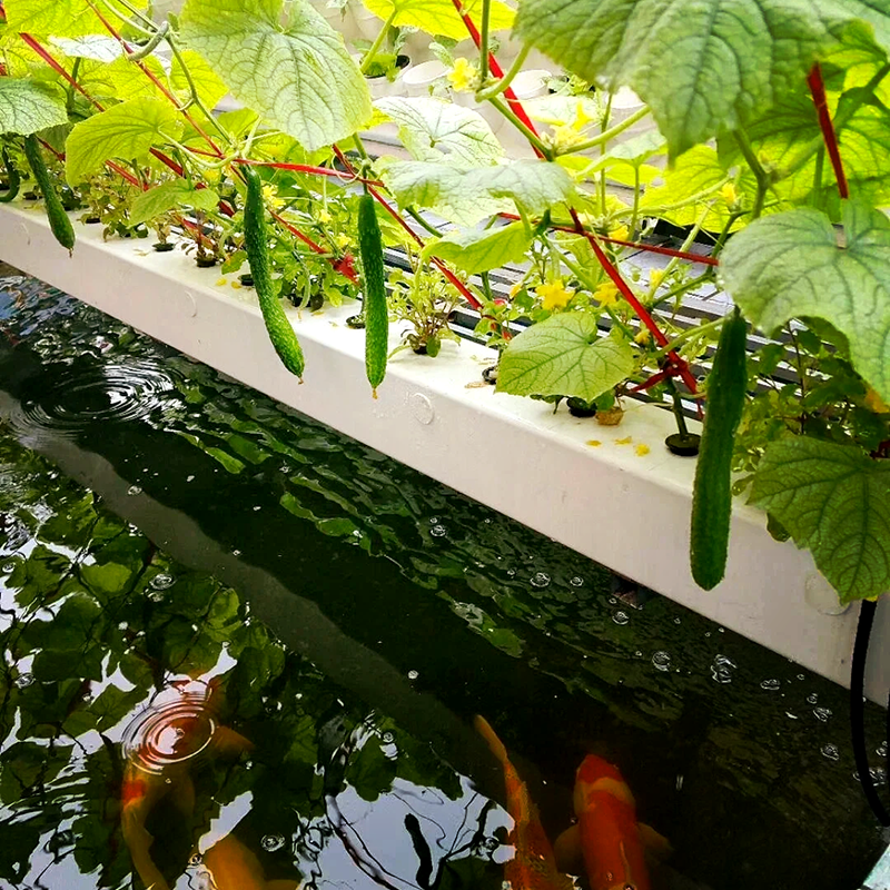 绵阳市水培鱼菜共生 - 推荐