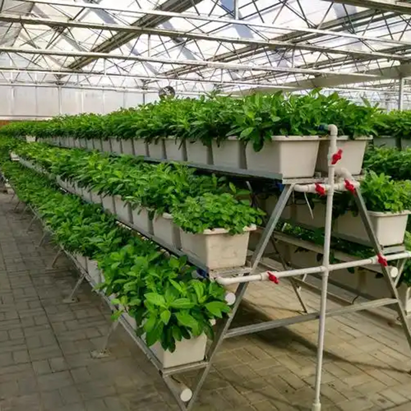 绵阳市植物工厂水培 - 排名