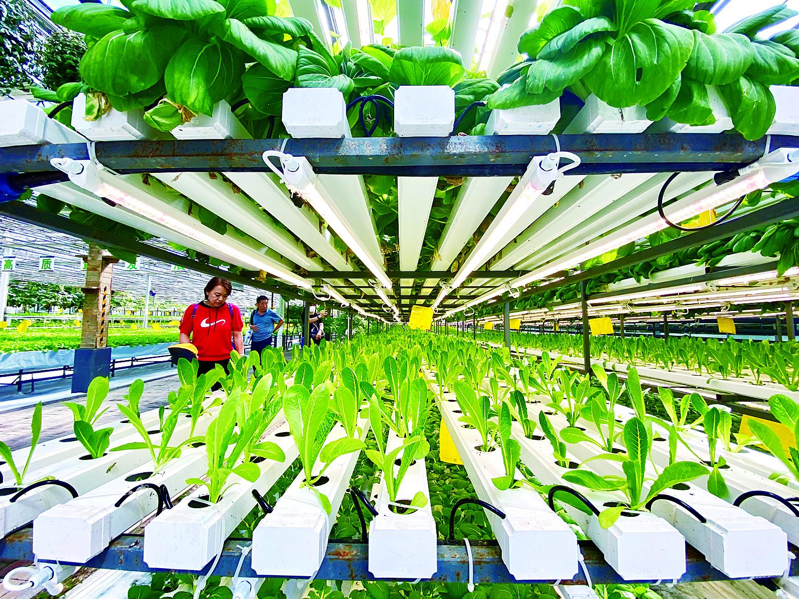绵阳市苗床植物工厂 - 哪里好